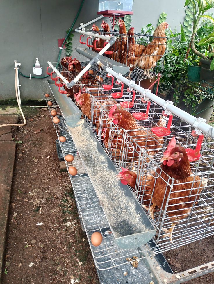 Ayam petelur dalam kandang.