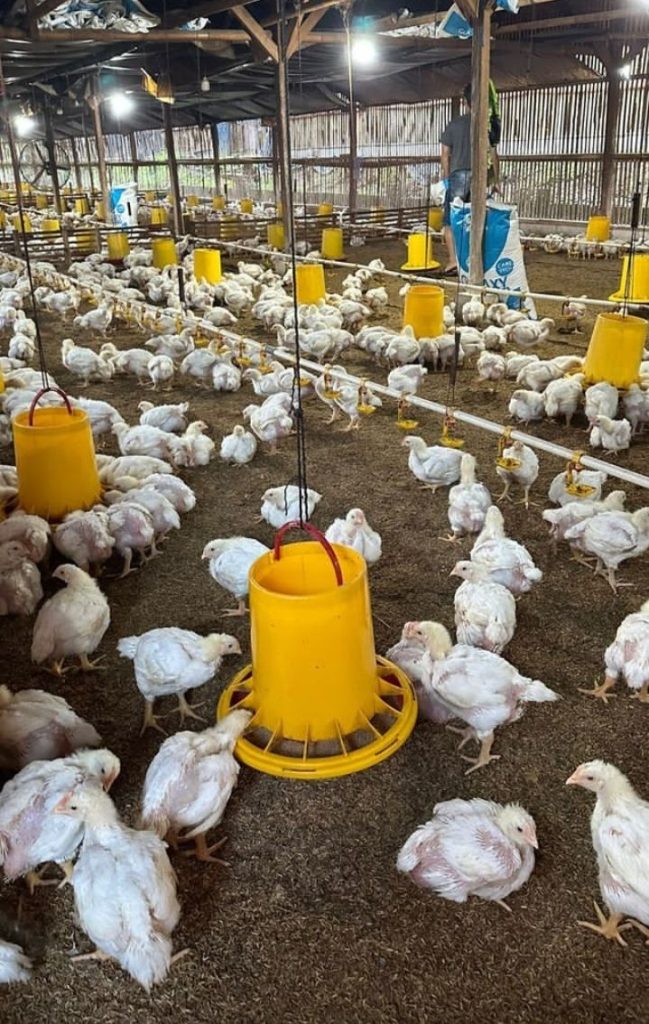 Panduan Sukses Bisnis Ternak Ayam bagi Pemula