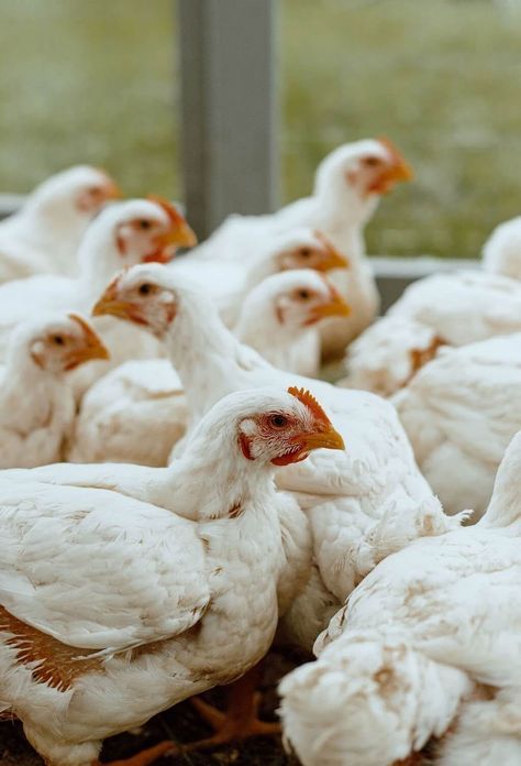 Ayam broiler.