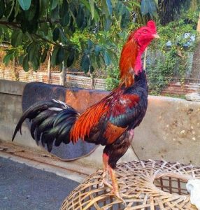 Ayam burma