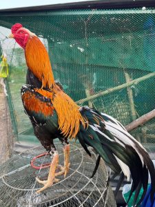 Ayam bangkok