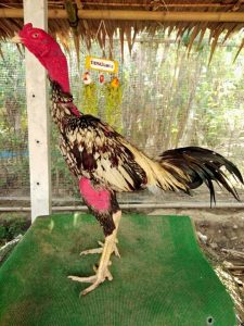 Ayam saigon