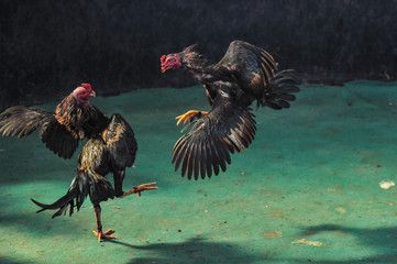 Sabung ayam online
