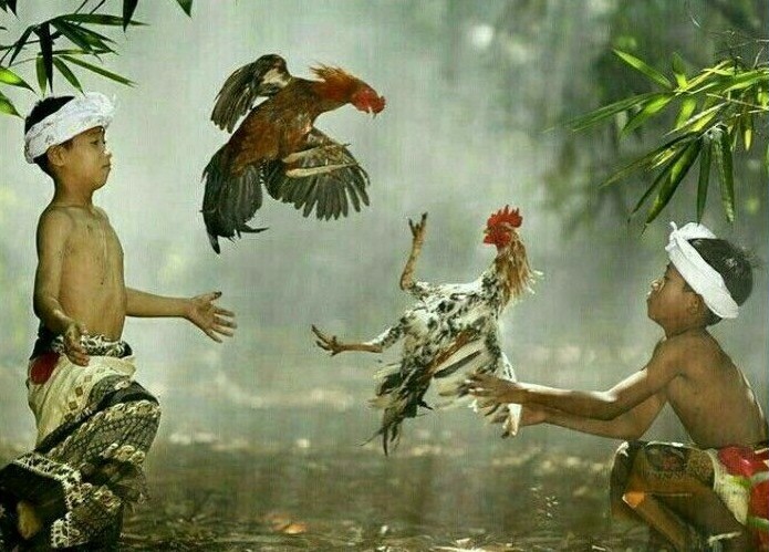 Sejarah Sabung Ayam Wala Meron