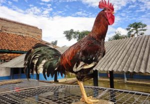 ayam berkokok