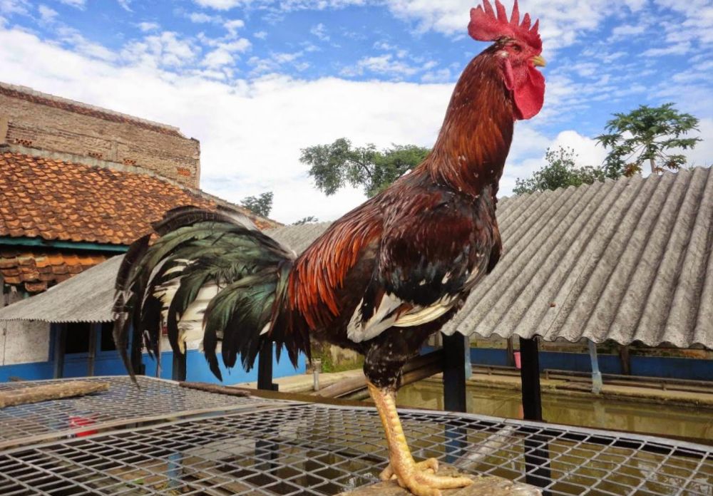 ayam berkokok