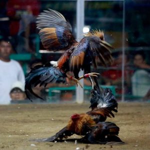 Sejarah sabung ayam