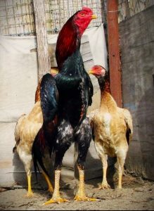 Ayam shamo