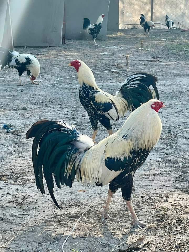 Perawatan dan pelatihan fisik ayam aduan seperti memandikan dan melatih stamina agar siap juara.