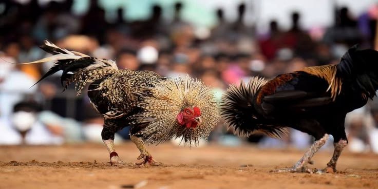 Tren Sabung Ayam